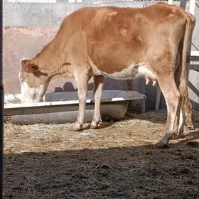 simental kelek goleli sygyr