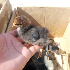 Balakly juyje yany cykan.