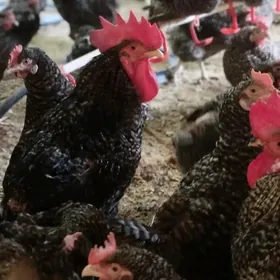 Dominant towuk ýumurtga 