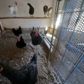 baysowy jüjeler.1 induk