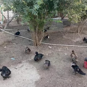 ой хайванлар ордек