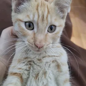 gowja seretjek adama berjek