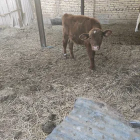 красный симентал окузче