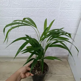 ПАЛЬМА АРЕКА