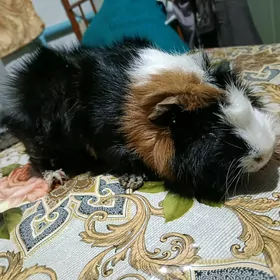 морские свинки ручные