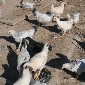 Балгар товуклар. 5 ай болан