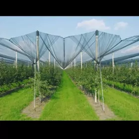 Kolege ucin jilka setka