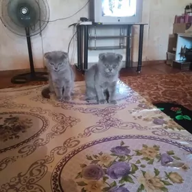 шотландский 