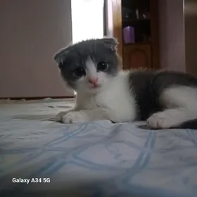 шотландский вислоухий