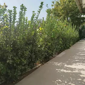 Beresiklet weçnyy zelyonnyy