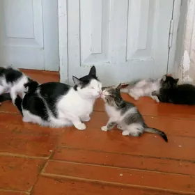 Котёнок в добрые рук