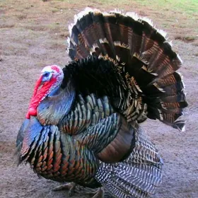 İnduklar индюки