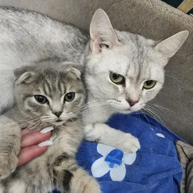 Шотландские котята