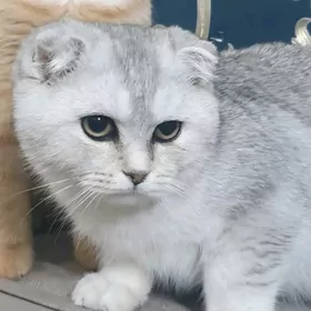 Оригинал шотландские котята