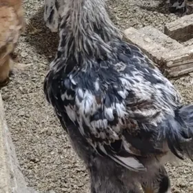 towuk indi guzlap baslamaly