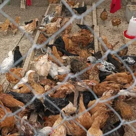 juyje 2yarym ay gecen