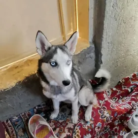 лайка хаски