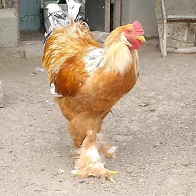 brama limon yumurtga