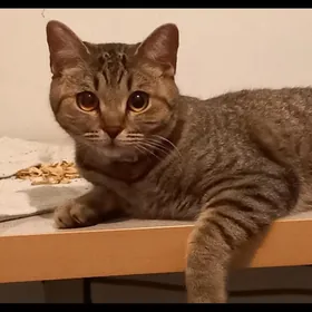 шотландская кошка