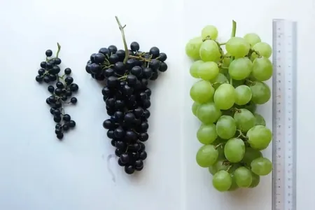 В Японии создали новый сорт винограда с дикими корнями