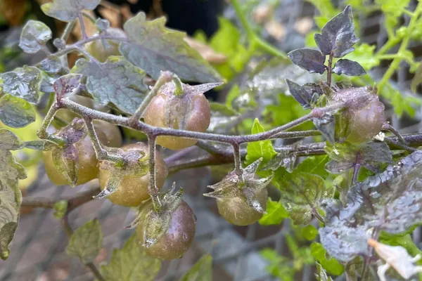 Томаты с Галапагосских островов развиваются вспять: редкий случай обратной эволюции