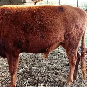 Baklyk öküz 62 mln