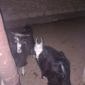 cevis yeri bugdayyly