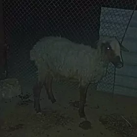 goyun yeri bugdayyly