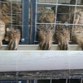 bedene перепёлки