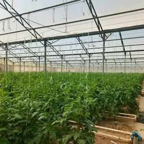 IŞGAR OGLAN GYZ GELIN ALYAS