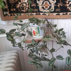 Традесканция зебрина