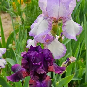 Ирис бородатый/ Iris