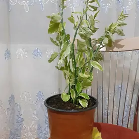 Педилантус или Денежное дерево