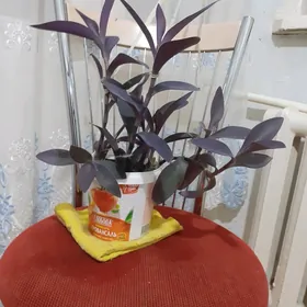 Феолетовая традисканция