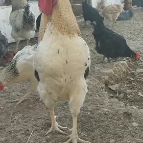 Ýumurtga dominat we Ataks