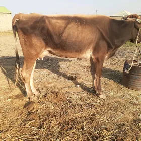 göleli sygyr, gysyr sygyr, tüw