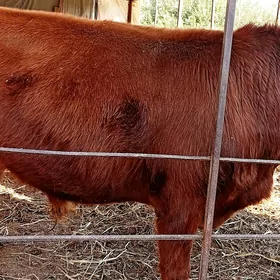 Баклык окуз