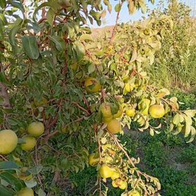Bennesen çukur aralyk yol ugry