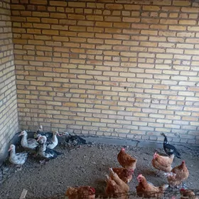 indautga ördekler (мускус)