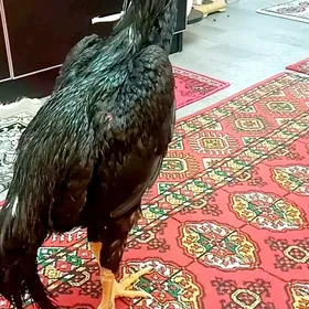 ЖУЖЕ 6 айлык