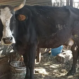 Göleli sygyr şwes tohum