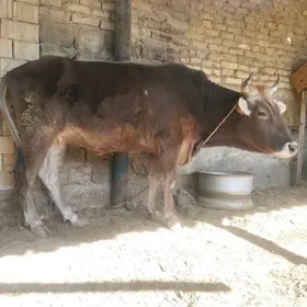 şwes tuwe 1njigarny