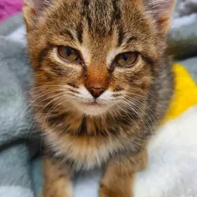 КОТЁНОК ДЕВОЧКА