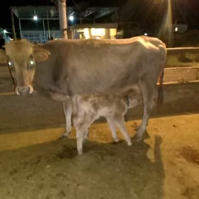 ARASSA SWET GOLELİ SYGYR