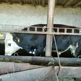 бакылы окуз