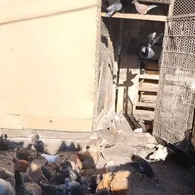 OY HAYWANLARY(GUSHLAR)