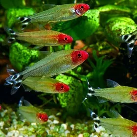 rodostomys mirny balyk