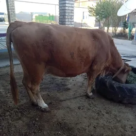 Бакылан Сыгыр