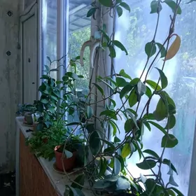 распродажа цветов