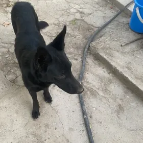 немецкие овчарки щен